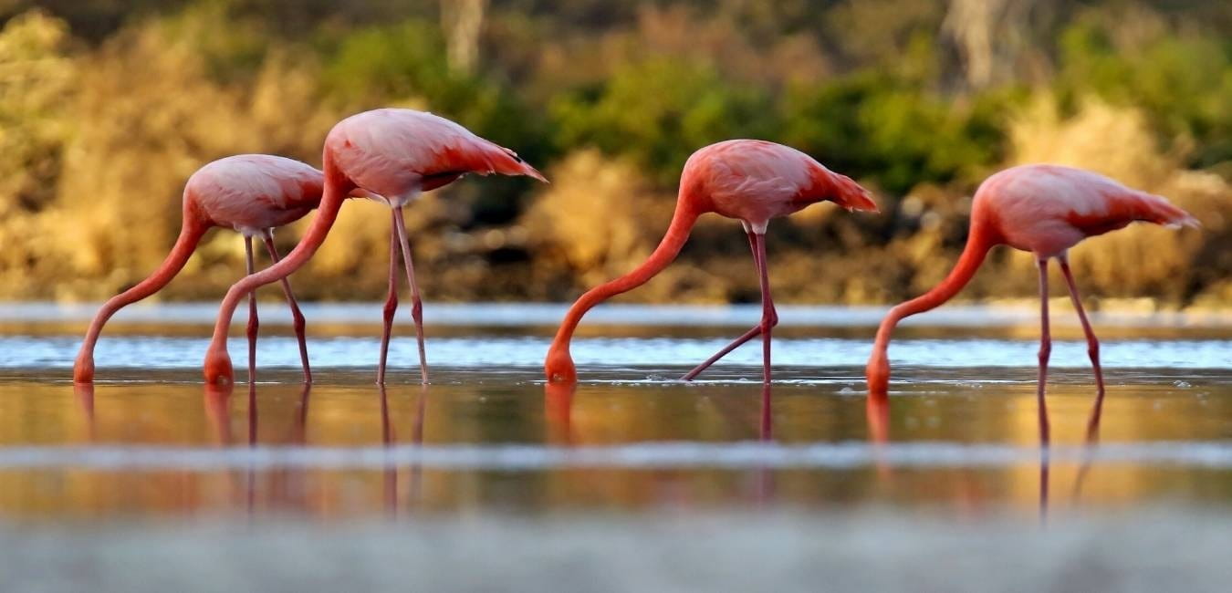 Puerto Villamil | Pink Flamingos | Galapagos Islands