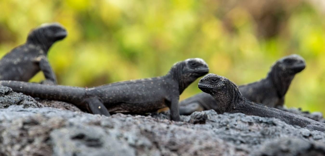 Punta Albermarle | Marine iguanas | Galapagos Islands